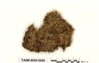 藏品(反捲比賴苔)的圖片